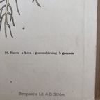 Botanische Schoolplaat Blomväxternas Byggnad Vruchten En Zaden thumbnail 4