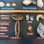 Vintage Verzameling Strandvondsten In Vitrine thumbnail 3