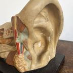 Het Oor – Anatomisch Model Circa 1950 (kovodelny Podnik, Tjechië) thumbnail 9
