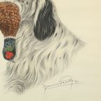 Maurice Brailly Jachthond Fazant Vintage Grafiek In Kleur 1972 thumbnail 6