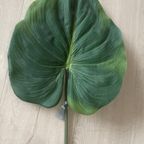 Zijden Bladeren Silk-ka Alocasia thumbnail 3