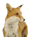 Mooie Opgezette Vos Op Eiken Plank Vulpes Vulpes Vintage Taxidermie thumbnail 6