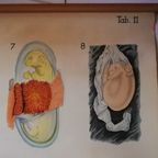 Schoolplaat Voortplantingsorganen En Ontwikkeling thumbnail 6