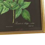 Vintage Sixties Bloemen Ingelijste Botanische Kaarten P.J. Redouté thumbnail 14