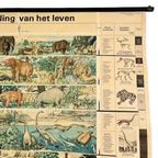 Vintage Xl Schoolkaart De Ontwikkeling Van Het Leven 1969 thumbnail 3