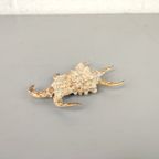 Schelp: Lambris Arthritrica thumbnail 6