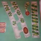Schoolplaat Algen thumbnail 3