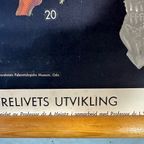 Xl Vintage Linen School Map – ‘relationships Of The Animal Kingdom’ thumbnail 9