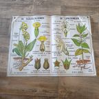 Vintage Mdi Hebri Biologie Botanische Schoolplaten 5 St thumbnail 9