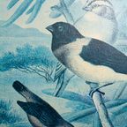 Vintage Prent “Weaver Birds” In Houten Lijst – Origineel Door Louis Prang thumbnail 2