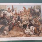 * Antieke Prent Over Hanen Kippen Boeken Plaat Prent thumbnail 3