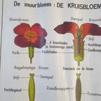 Vintage Mdi Hebri Biologie Botanische Schoolplaten 5 St thumbnail 15