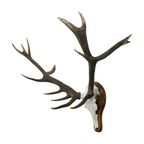 Groot Edelhert Gewei Ongelijke 16 Ender Xl Trofee Taxidermie thumbnail 2