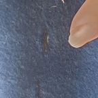 Groot Mid Century Pluche / Velvet Wandkleed Wolven Jacht thumbnail 3