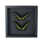Ingelijste Vlinders Xl Trogonoptera Brookiana Birdwing Taxidermie thumbnail 5