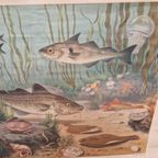 Antieke Schoolplaat Schoolkaart Noordzee Wolters thumbnail 3