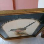 Vintage Dartford Warbler Vogel David Andrews Gouden Lijst thumbnail 5