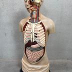 Antiek Anatomisch Model – Somso thumbnail 2