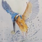 Aquarel "Ijsvogel" Christine Desender. thumbnail 6