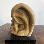 Het Oor – Anatomisch Model Circa 1950 (kovodelny Podnik, Tjechië) thumbnail 7