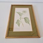 Os Morel Schilderij Vintage Tekening Flora Hedera thumbnail 3