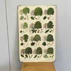 Flora & Fauna Schoolkaart Bomenkaart Vintage thumbnail 2