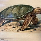 Vintage Linnen Schoolkaart – Op Borneo / In De Siberische Vlakte thumbnail 6