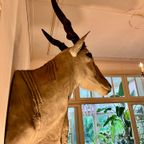 Eland Antilope thumbnail 17