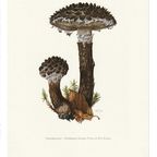 Vintage Print Geschubde Boleet thumbnail 3