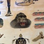 Vintage Linnen Schoolkaart – Op Borneo / In De Siberische Vlakte thumbnail 4