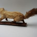 Opgezette Hermelijn Op Boomstam, Taxidermie thumbnail 10