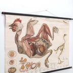 Anatomie Kaart ‘Huhn’ 60037 thumbnail 3