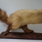 Opgezette Hermelijn Op Boomstam, Taxidermie thumbnail 5