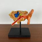 Anatomisch Model Van Menselijk Oor thumbnail 6