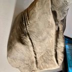 Eland Antilope thumbnail 6