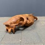 Verweerde Oude Paardenschedel thumbnail 9
