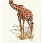 Vintage Print Netgiraffe thumbnail 3