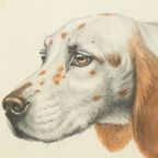 Kleuren Litho Leon Danchin Jachthond Spaniël Genummerd 150-300 thumbnail 7