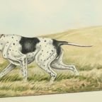 Maurice Brailly Franse Spaniël Hond Vogels Vintage Grafiek 1972 thumbnail 6