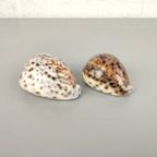 2 Schelpen: Cypraea Pantherina & Tigris thumbnail 3