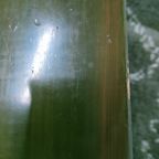 Vintage Jaren 50-60 Eetkamer Set Eethoek Pastoe thumbnail 27