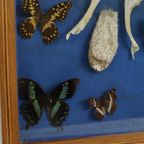 Kleurrijke Ingelijste Vlinders Taxidermie Opgezet Insect Display 9 Stuks thumbnail 6