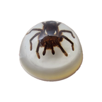 Vintage Opgezette Vogelspinnen In Epoxy Usa thumbnail 12