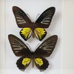 Ingelijste Vlinders Xl Troides Rhadamantus Full Body Taxidermie thumbnail 14