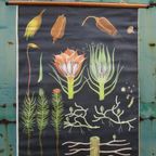 Vintage Botanische Schoolkaart thumbnail 2