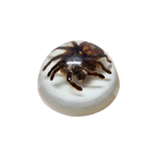 Vintage Opgezette Vogelspinnen In Epoxy Usa thumbnail 7
