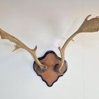 Vintage Groot Damhert Gewei Op Schild Damhertengewei ´50 Xl thumbnail 9