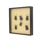 Set Van 6 Mannetjes Atlaskevers Xl Zwarte Houten Lijst Taxidermie thumbnail 7