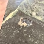 Prachtige Salontafel Met Groen Marmeren Blad. thumbnail 12