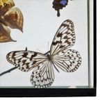 Kleurrijke Ingelijste Tropische Vlinders Taxidermie Opgezet Insect Display 7 Stuks thumbnail 10